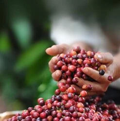 Nescafé Dolce Gusto Latte Macchiato Capsules - 90 Koffiecups -Koffie Kortings Winkel 1190x1200 1