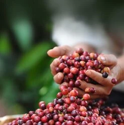 Nescafé Dolce Gusto Cortado Espresso Macchiato Capsules - 90 Koffiecups -Koffie Kortings Winkel 1192x1200