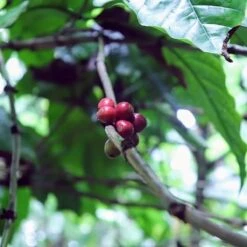 Kopi Luwak Koffie. 35 Gram Ongemalen Bonen. Direct Trade. Single Origin. The Original By Rich.Exclusive. -Koffie Kortings Winkel 1200x1200 164