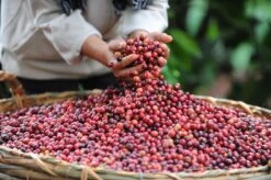 Starbucks Pike Place Medium Roast Koffiebonen - 4 Zakken à 450 Gram -Koffie Kortings Winkel 1200x798 4