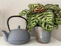 Bredemeijer Theepot Fujian 1.2L Met Filter Warm Grijs -Koffie Kortings Winkel 1200x899 14