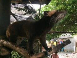 Kopi Luwak Koffie. 35 Gram Ongemalen Bonen. Direct Trade. Single Origin. The Original By Rich.Exclusive. -Koffie Kortings Winkel 1200x900 2