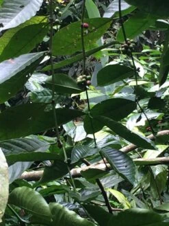 Kopi Luwak Koffie. 35 Gram Ongemalen Bonen. Direct Trade. Single Origin. The Original By Rich.Exclusive. -Koffie Kortings Winkel 900x1200 1